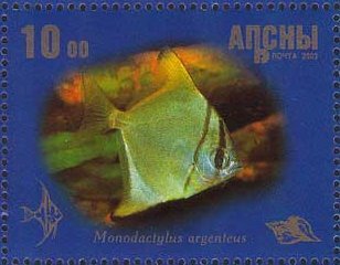 Monodactylus argenteus