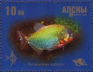 Serrasalmus nattereri