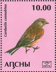 Carduelis cannabina
