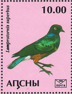 Lamprotornis superbus