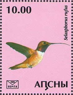 Selasphorus rufus