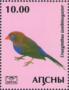 Uraeginthus ianthinogaster