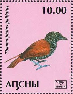 Thamnophilus palliatus