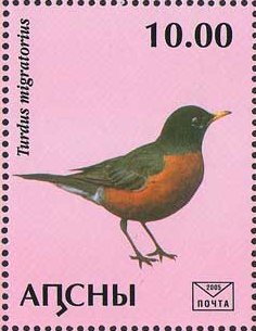 Turdus migratorius