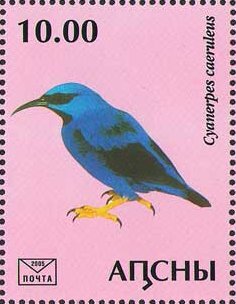 Cyanerpes caeruleus