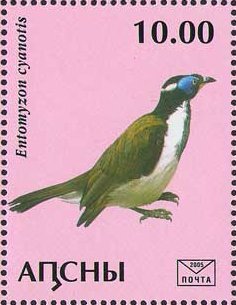 Entomyzon cyanotis