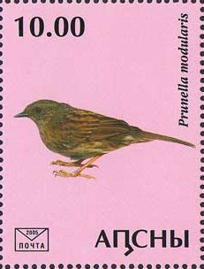 Prunella modularis