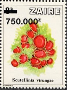 Stamp, CD 960 with new value, Zaire,  , Mushrooms, Plants (Flora)