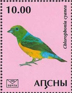 Chlorophonia cyanea