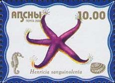 Henricia sanguinolenta