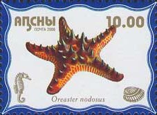 Oreaster nodosus