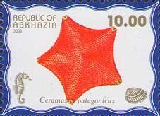 Ceramas patagonicus