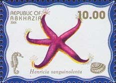 Henricia sanguinolenta