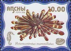 Heterocentrotus mammillatus