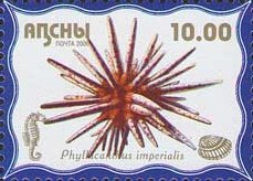Phyllicanitus imperialis