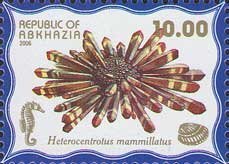 Heterocentrotus mammillatus