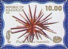 Phyllicanitus imperialis
