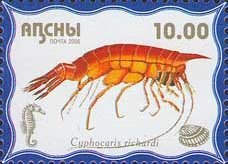 Cyphocaris richardi