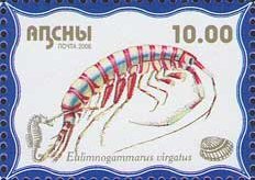 Eulimnogammarus virgatus