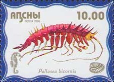 Pallasea bicornis