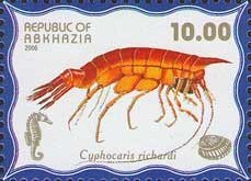 Cyphocaris richardi