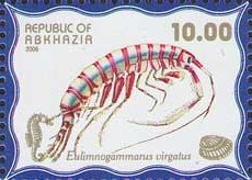 Stamp, Eulimnogammarus virgatus, Abkhazia,  , Animals (Fauna), Crustaceans, Sea Life