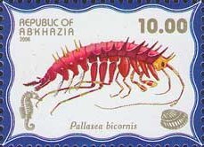 Pallasea bicornis